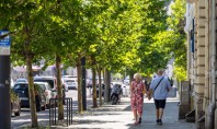 Avantajele plantării arborilor maturi pentru orașe Descoperă mai jos în articolul de azi de ce plantarea
