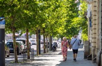 Avantajele plantării arborilor maturi pentru orașe