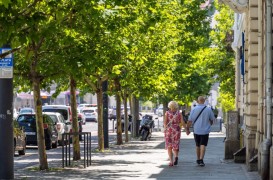 Avantajele plantării arborilor maturi pentru orașe