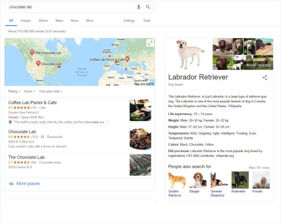 chocolate lab search