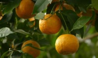 Oraşul care produce electricitate din portocale Situatia creata de celebrele fructe amarui – vorbim de aproape