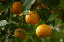 Oraşul care produce electricitate din portocale