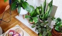 Da, există și tendințe pentru plantele de apartament - ce se recomandă în 2018?