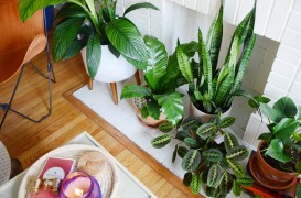 Da, există și tendințe pentru plantele de apartament - ce se recomandă în 2018?