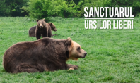 Wetterbest susține Sanctuarul AMP Libearty de la Zărnești cel mai mare sanctuar de urși bruni din