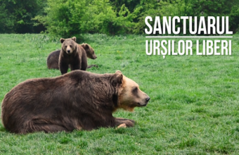 Wetterbest susține Sanctuarul AMP Libearty de la Zărnești, cel mai mare sanctuar de urși bruni din lume