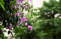 Liliacul indian &ndash; un accent exotic &icirc;n amenajarea grădinii tale