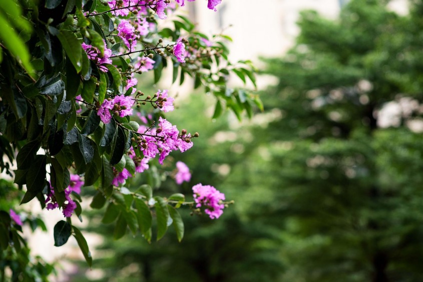 Liliacul indian &ndash; un accent exotic &icirc;n amenajarea grădinii tale