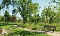 De ce spațiile verzi sunt esențiale pentru orașele moderne Beneficii pentru comunități și autorități Beneficii pentru