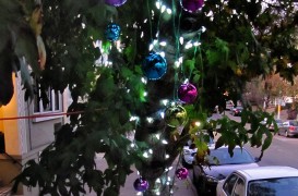 Altfel de pomi de Crăciun: Închiriați de sărbători și plantați de-a lungul străzilor după