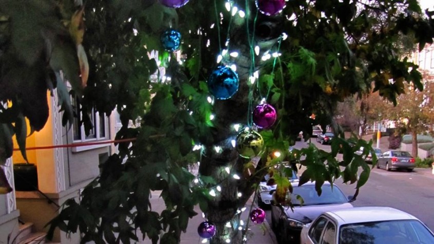 Altfel de pomi de Crăciun: Închiriați de sărbători și plantați de-a lungul străzilor după