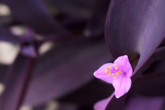 Plante de interior cu frunze mov, un strop de culoare regală &icirc;n casele noastre