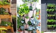 Mini-grădini de legume pentru începători Gradinile verticale de legume reprezinta o varianta optima pentru cei care