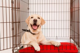 3 lucruri de care să ții cont când alegi cușca pentru câinele tău