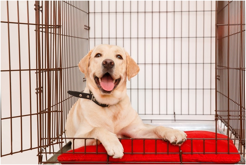 3 lucruri de care să ții cont când alegi cușca pentru câinele tău