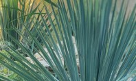 Când se plantează Yucca de grădină? Sfaturi practice Este versatila frunzele decorative cu nuante de verde