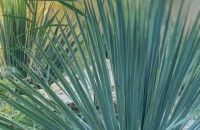 Când se plantează Yucca de grădină? Sfaturi practice