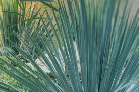 Când se plantează Yucca de grădină? Sfaturi practice