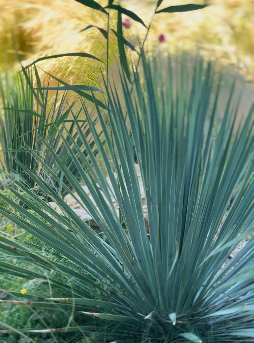 Când se plantează Yucca de grădină? Sfaturi practice
