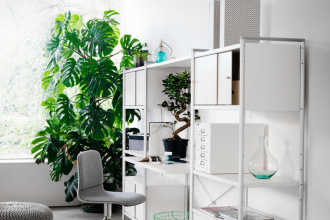 Cinci plante potrivite pentru apartamente