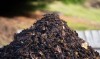 Îngrășăminte naturale pentru grădină: soluții eficiente
