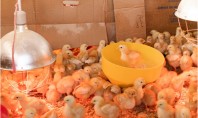Avantajele folosirii becului cu infraroşu în adăposturile pentru păsări