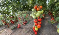 AGROMEDIC RO &ndash; Semințe profesionale testate &icirc;n propriile culturi recomandate din experiență La AGROMEDIC RO credem
