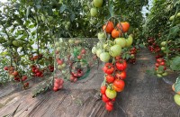 AGROMEDIC.RO &ndash; Semințe profesionale testate &icirc;n propriile culturi, recomandate din experiență