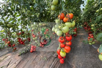 AGROMEDIC.RO &ndash; Semințe profesionale testate &icirc;n propriile culturi, recomandate din experiență