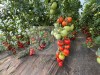 AGROMEDIC.RO – Semințe profesionale testate în propriile culturi, recomandate din experiență