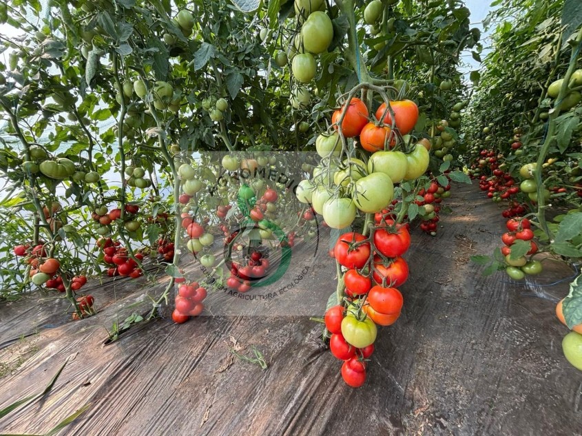 AGROMEDIC.RO &ndash; Semințe profesionale testate &icirc;n propriile culturi, recomandate din experiență