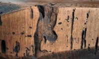 Protejează lemnul împotriva carilor cu un produs natural Pentru a evita pericolul ca lemnul folosit la