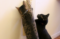 Bricolaj pentru iubitorii de pisici: suport pentru ascutit ghearele