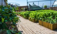 Beneficiile agriculturii urbane cum poate o seră de grădină să transforme spațiile urbane în oaze verzi