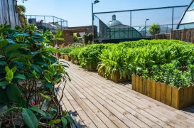 Beneficiile agriculturii urbane: cum poate o seră de grădină să transforme spațiile urbane în oaze verzi