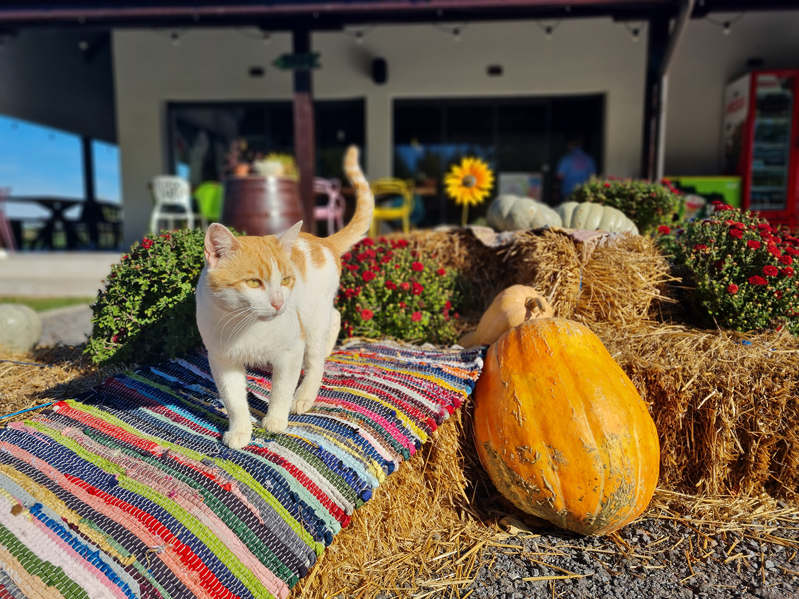 Ferma Pedagogică, lângă București Ferma Pedagogică, lângă București