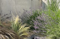 Idei de plante non-toxice pentru pisici și alte animale de companie