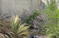 Idei de plante non-toxice pentru pisici și alte animale de companie