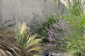 Idei de plante non-toxice pentru pisici și alte animale de companie