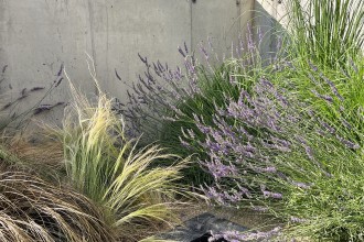 Idei de plante non-toxice pentru pisici și alte animale de companie