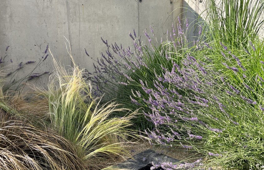 Idei de plante non-toxice pentru pisici și alte animale de companie