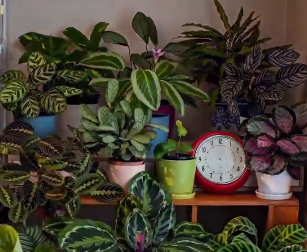 Viaţa „secretă” a plantelor noastre (Video)