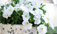 Ghiveci decorat cu pietre Un ghiveci de flori predominant alb va fi un accent plin de