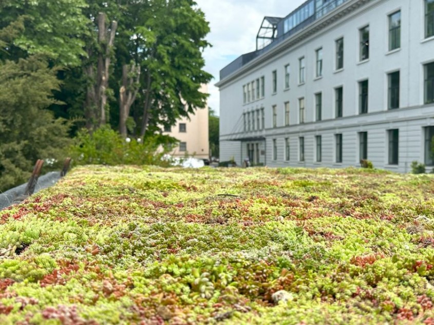 Ateliere demonstrative de acoperișuri verzi la Zilele Horticulturii Bucureștene 2025