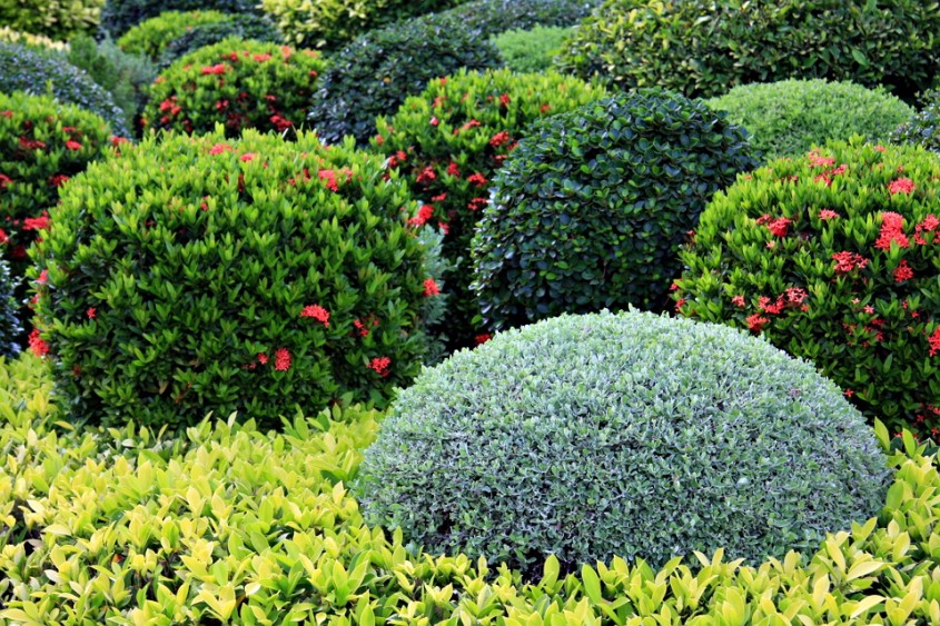 Ce trebuie să ştii despre arbuştii ornamentali pentru grădina ta