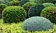 Ce trebuie să ştii despre arbuştii ornamentali pentru grădina ta Arbustii ornamentali pot fara indoiala delimita