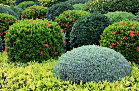 Ce trebuie să ştii despre arbuştii ornamentali pentru grădina ta