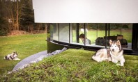 O casa cu perspective la 360° le permite proprietarilor sa-si poata urmari cainii Moft sau utilitate?