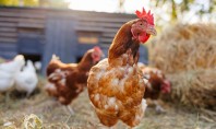 Cum să alegi țarcul perfect pentru găini? 12 sfaturi utile Un țarc bine g&acirc;ndit &icirc;ți simplifică