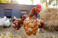 Cum să alegi țarcul perfect pentru găini? 12 sfaturi utile